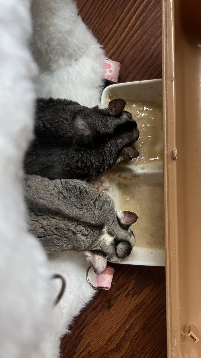 ming_li8774y's tweet photo. 笼子还没到两只可怜的小猪猪只能这样呆着 https://t.co/a9nImYxq8W