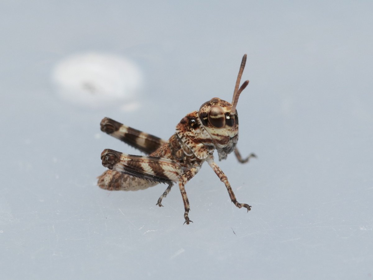 ヒデ@バッタラボ tweet media