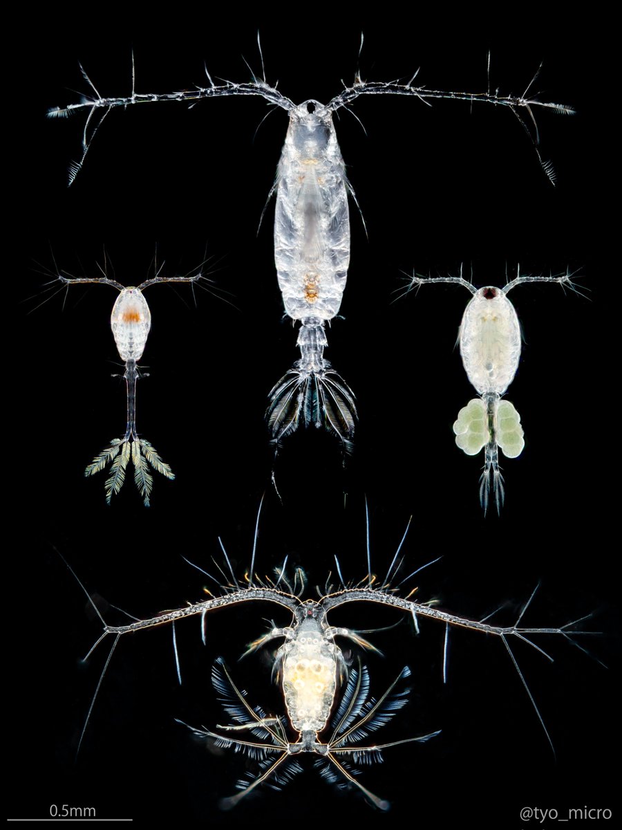 このすこーぷ tweet media