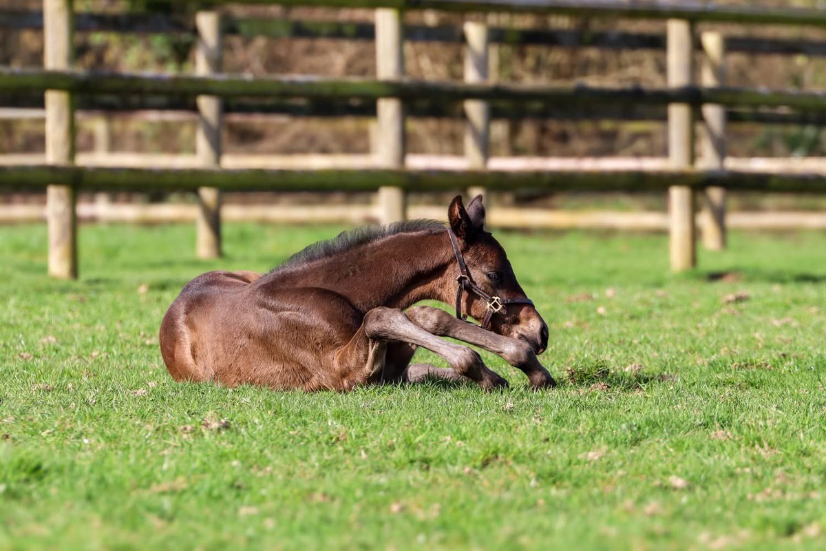 Haras de Colleville tweet media