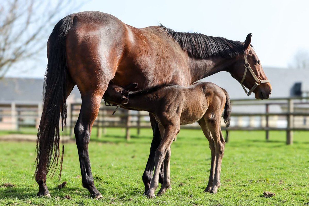 Haras de Colleville tweet media