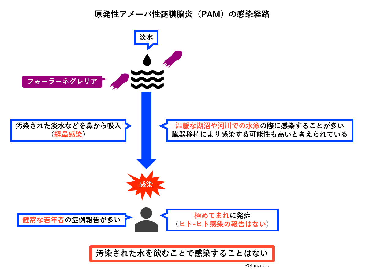 BanziroG's tweet photo. 『原発性アメーバ性髄膜脳炎（PAM）』
フォーラーネグレリアによる感染症。
脳が急激に壊死し、激しい頭痛・発熱・嘔吐などがみられ、電撃的に悪化して約95%が死亡する。
淡水を鼻から吸い込むことで、極めてまれに感染・発症するとされている。
#感染症紹介short
https://t.co/dF3WzRVInB https://t.co/PLkyll4faY