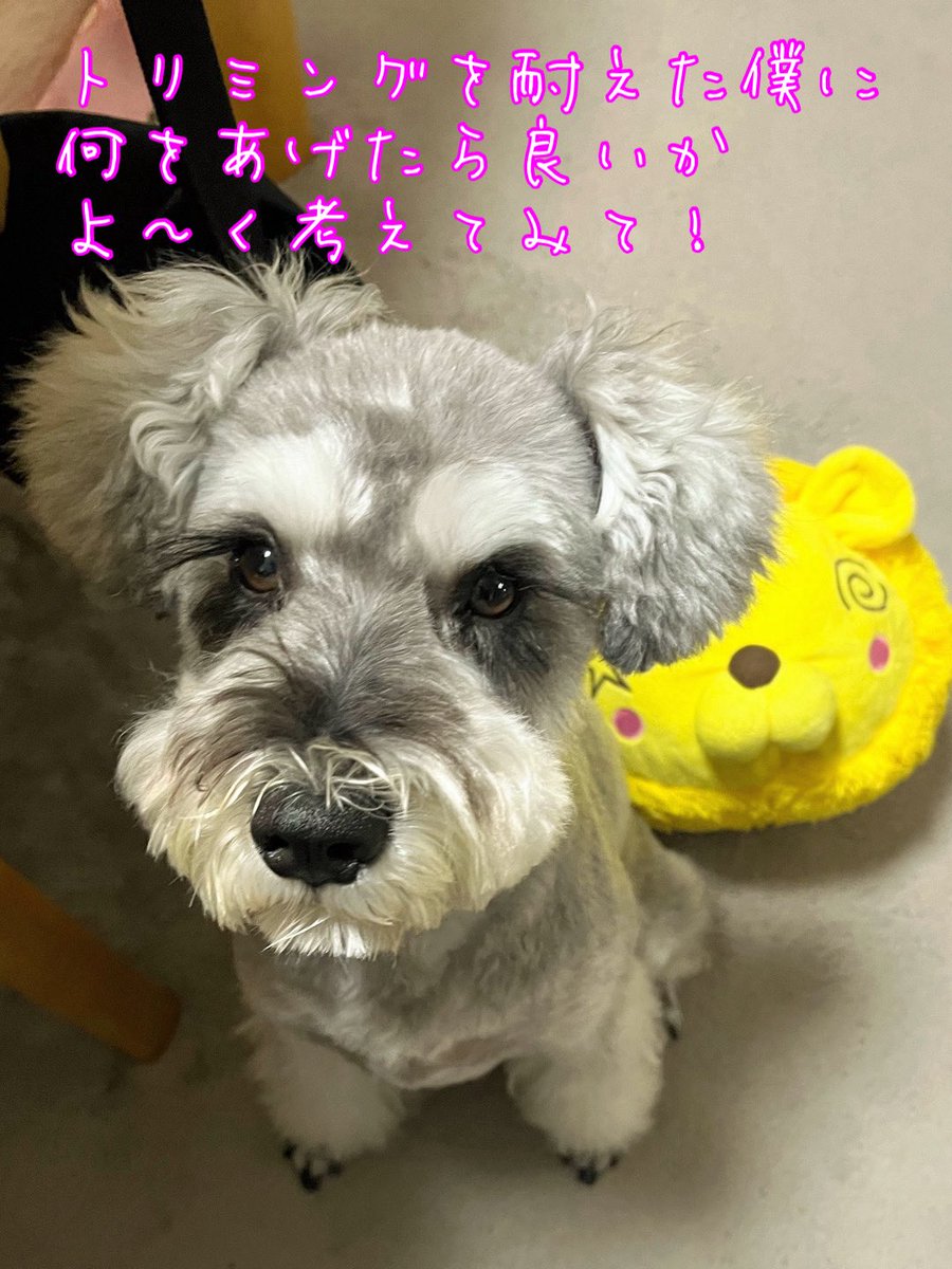 🗿😒座った目の犬君😒🗿
#ミニチュアシュナウザー
#犬好きさんと繋がりたい
#犬のいる暮らし