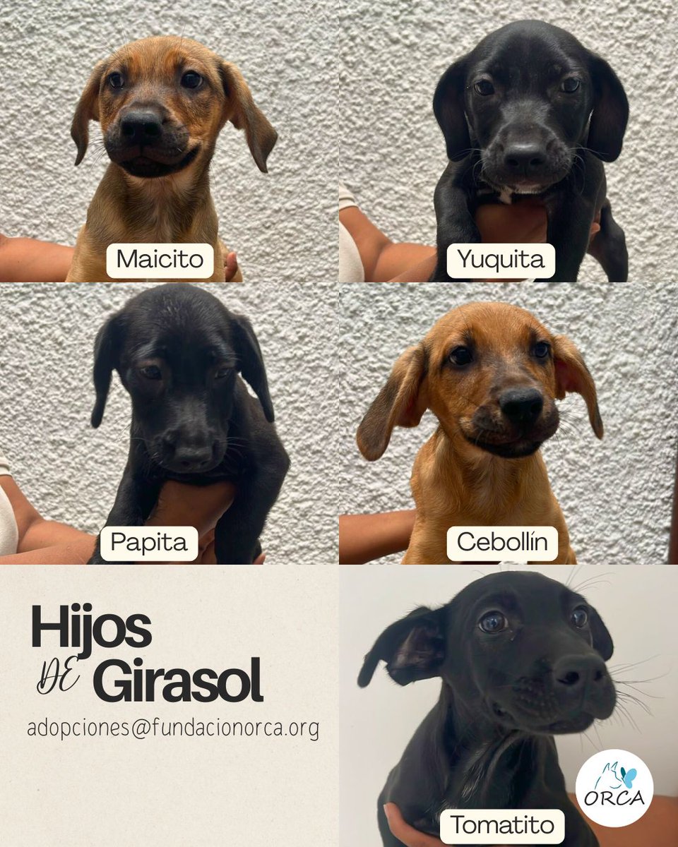 En Medellín hay unos cachorros con los nombres más simpáticos esperando adopción. Están en <a href="/FundacionOrca/">Fundación O.R.C.A.</a>.
Más info en adopciones@fundacionorca.org