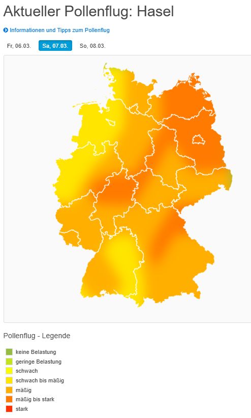 WetterKontor's tweet photo. Pollenflug am kommenden Wochenende: Mäßiger bis starker Flug von Erlenpollen, langsam abnehmende Konzentration von Haselpollen in der Luft: https://t.co/g7pCfN5UlR https://t.co/7fDSPgjZBw
#Wetter #Pollenflug #Deutschland #Wochenende #Hasel #Erle https://t.co/aXX7DDl2q8
