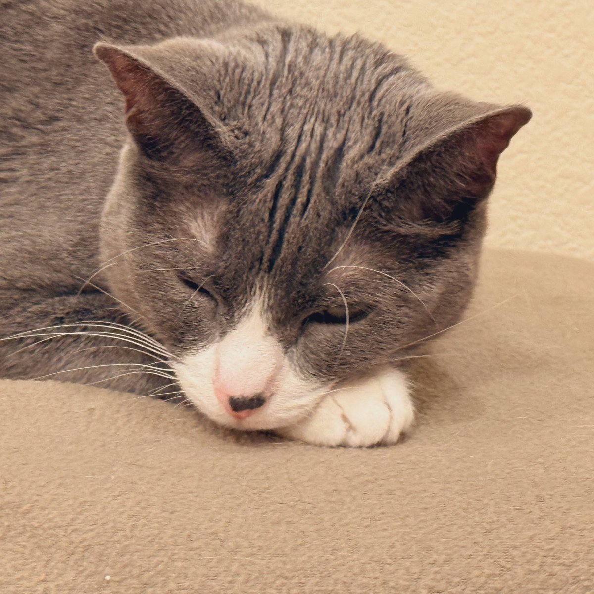 hi I’m Hank tweet media