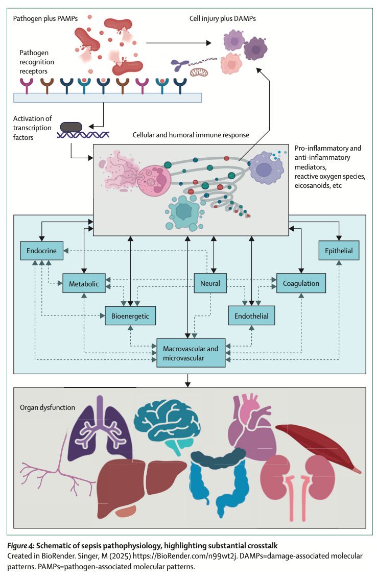 DraWataru's tweet photo. Sepsis | The Lancet

(https://t.co/xJZyPsp0Dx) https://t.co/WEO10mtpBV