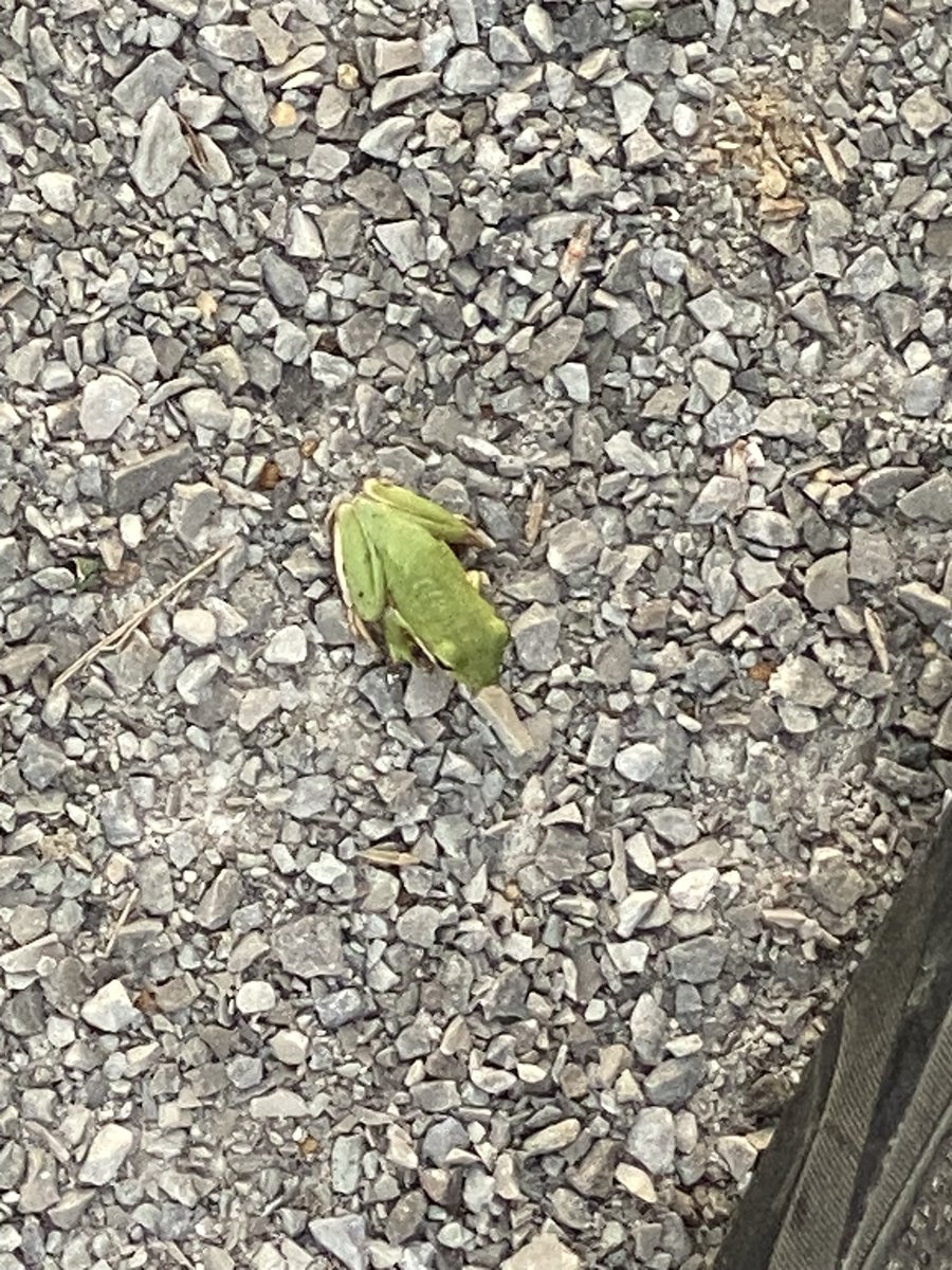 March the 6th seems early 🐸