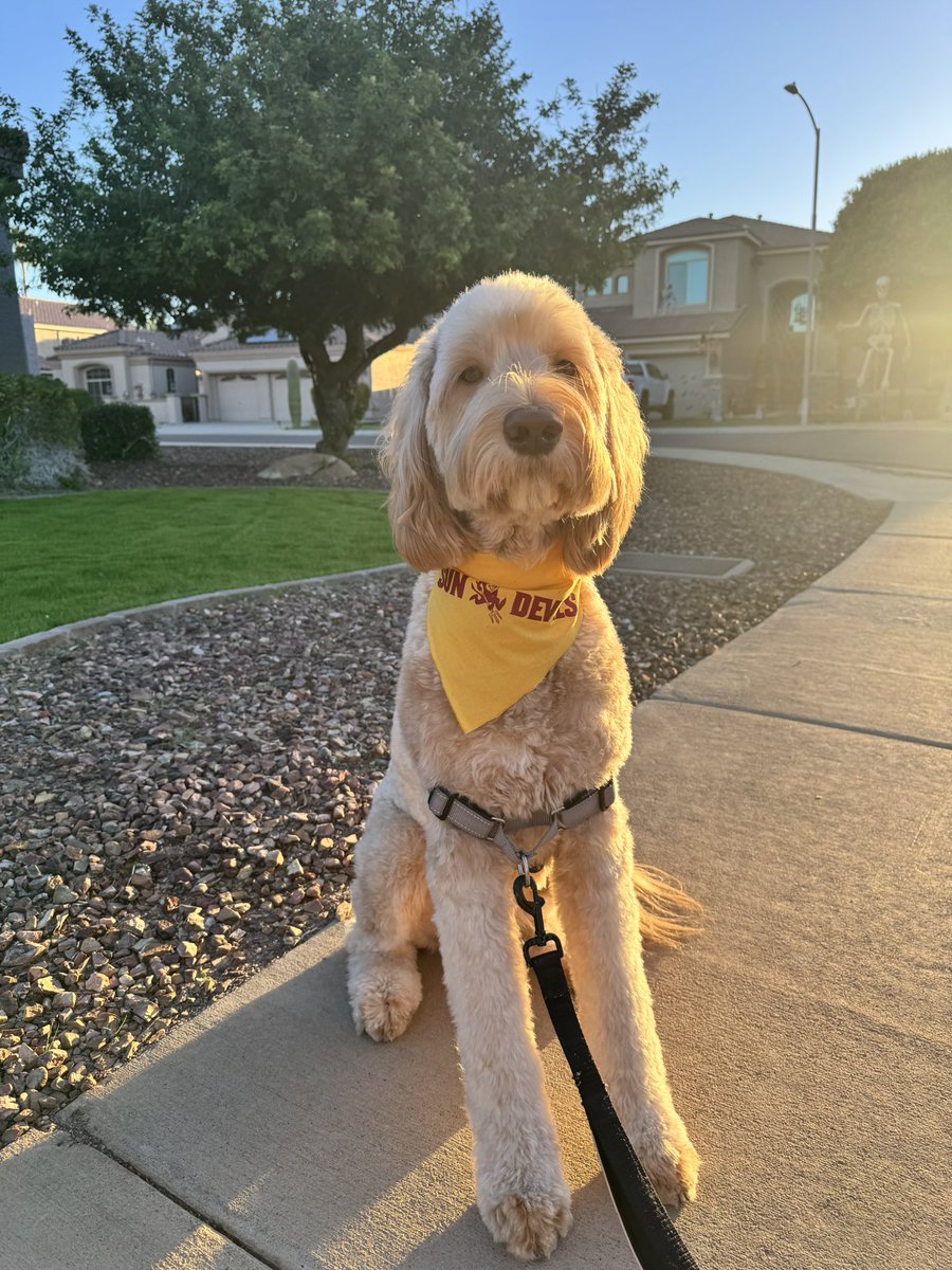 Dan_Moreno_13's tweet photo. Anyway I can bring my boy to the @ASU_Baseball game next Tuesday? Gus hates cats and is golden for the gold out! 
@GrahamRossini #GoDevils https://t.co/E0QcJ5cPAy