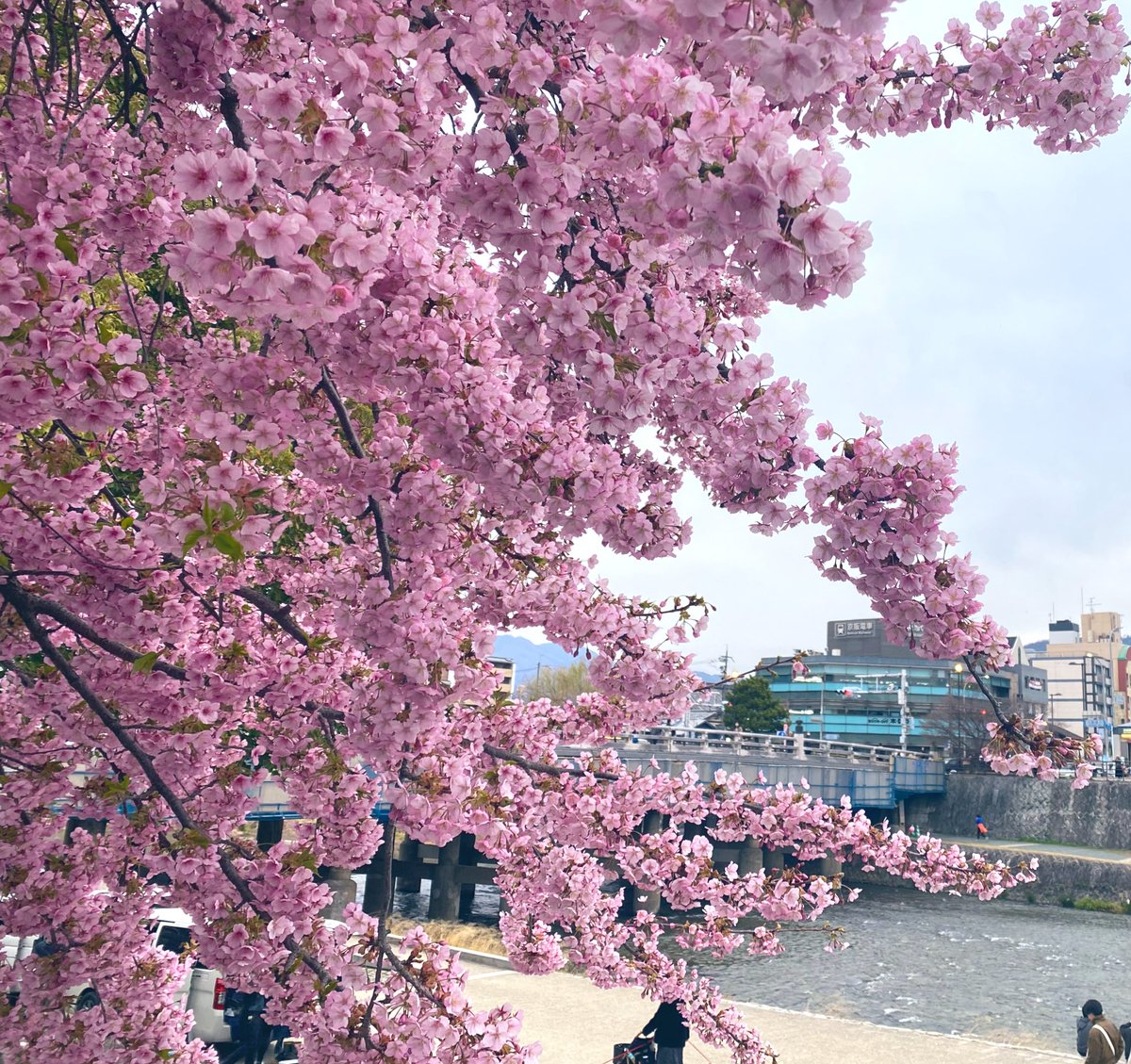 St44regis_Blue's tweet photo. 春きたー！って感じ🌸

＃京都 ＃三条大橋 ＃河津桜 https://t.co/s7MjMDmZlL