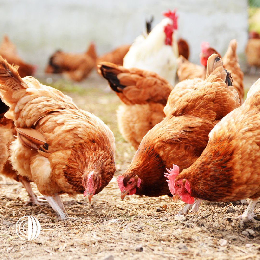 Organización Mundial de Sanidad Animal - Americas tweet media