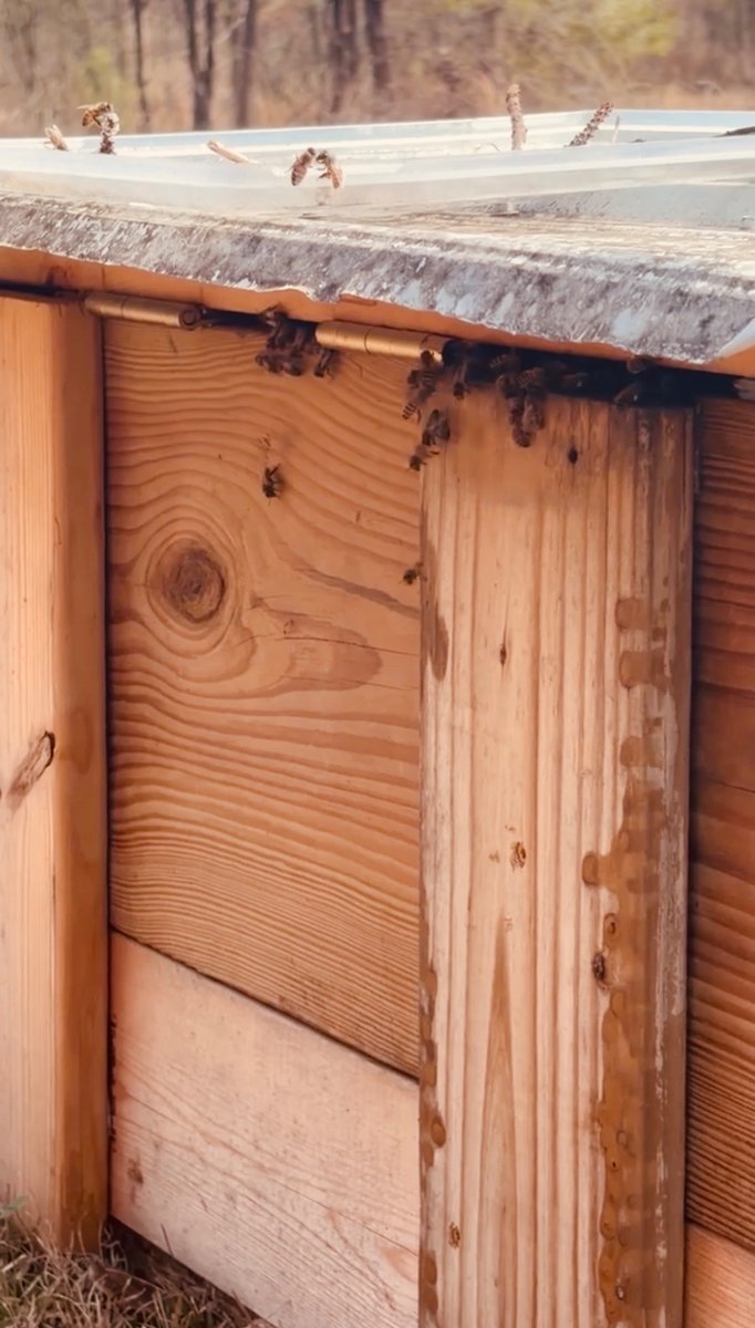 SeraphimPrints's tweet photo. My brother’s beehive this week! 
He built it last year and attracted the bees with lemongrass oil. He went up to Amish country and bought a bee suit and some tools. 

He’s just figured it out a step at a time and seems to be pretty successful so far! 🐝

I told him about St. Modomnoc and the Greek beekeeping tradition of bees building their comb around icons. 

For his upcoming birthday, I got him some Humming Meadow goods & made an icon print he can put on a frame…just to see what happens. 🤓

(Thanks for the extra sticker, Hollow Trees. His wife will *love* it!)

@LadyHollowTree 
@OldHollowTree