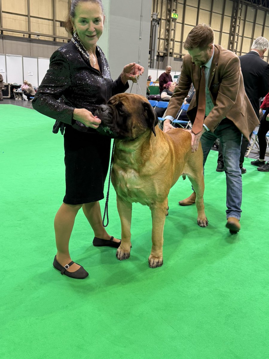 dustinrhodes's tweet photo. Great showing at @crufts!!
We had a blast and thank you for your hospitality!!
so proud of #TeamBeast....They showed their hearts out!
#DogShowDad #mastiff https://t.co/mYXW4Ppq4b