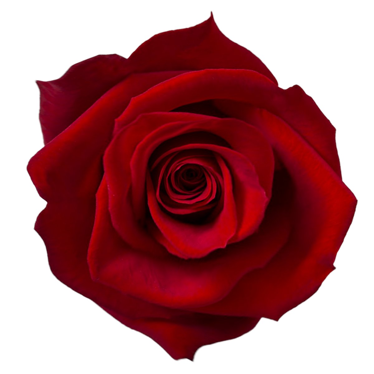 BannedGammoth tweet media