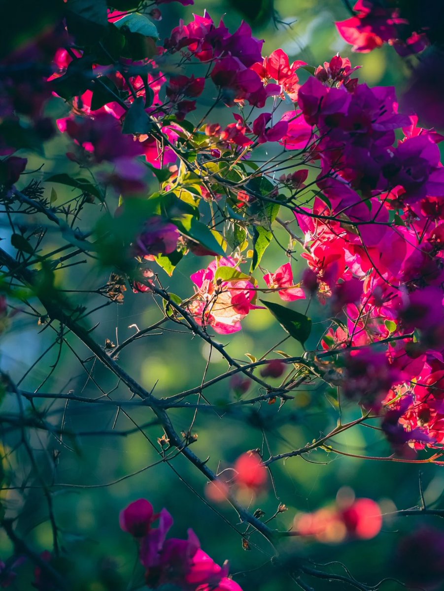 Nitanto_Shaha's tweet photo. বসন্ত চুপিচুপি এসে গাছের ডালে রেখে গেছে রঙের স্পর্শ 🍀📸
photography By: @Nitanto_Shaha
Device 📸 : @SonyAlpha &amp; Tamron 70-300mm.
Colour Grading on 🍀 : @Lightroom
#spring
#NaturePhotography
#Cinematography
#Nature
#photography
#bloom
#Bangladesh
#VisualStory https://t.co/eM65pQWwzU