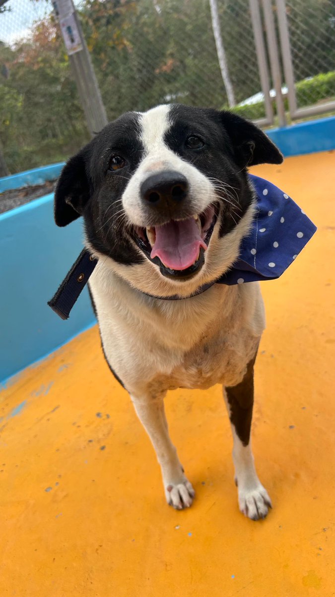 Happy Doggo tweet media