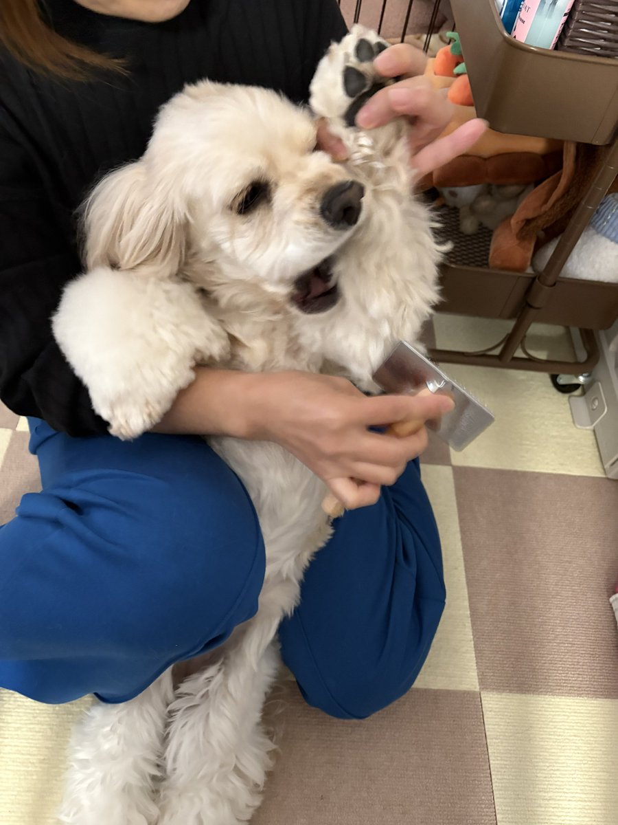 lantarou_sophie's tweet photo. #アメコカ

ブラッシングキャンセル界隈犬 https://t.co/gd3sgCVdFb