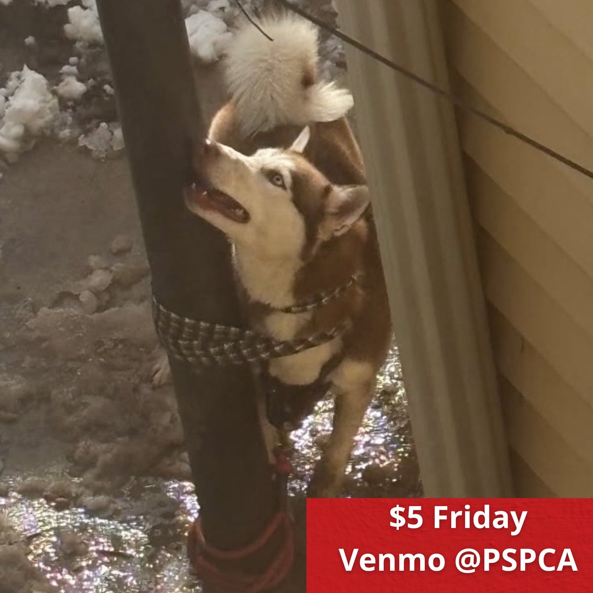 Pennsylvania SPCA tweet media