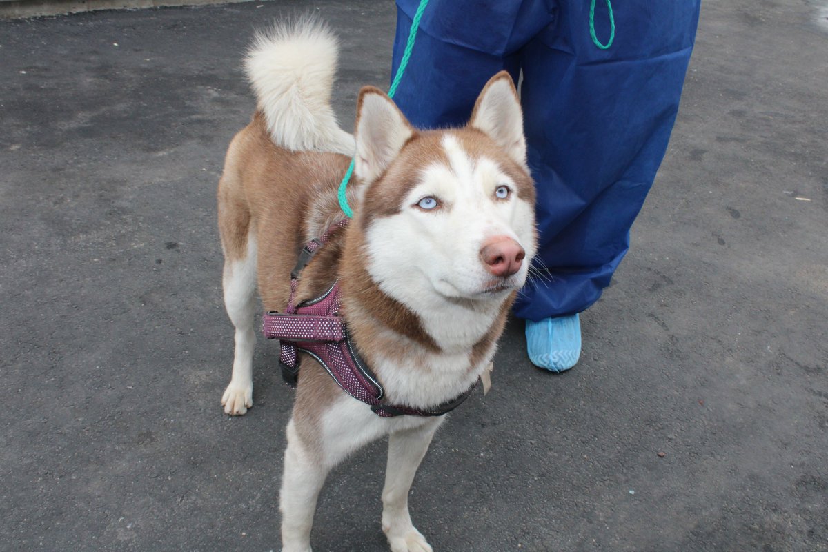 Pennsylvania SPCA tweet media