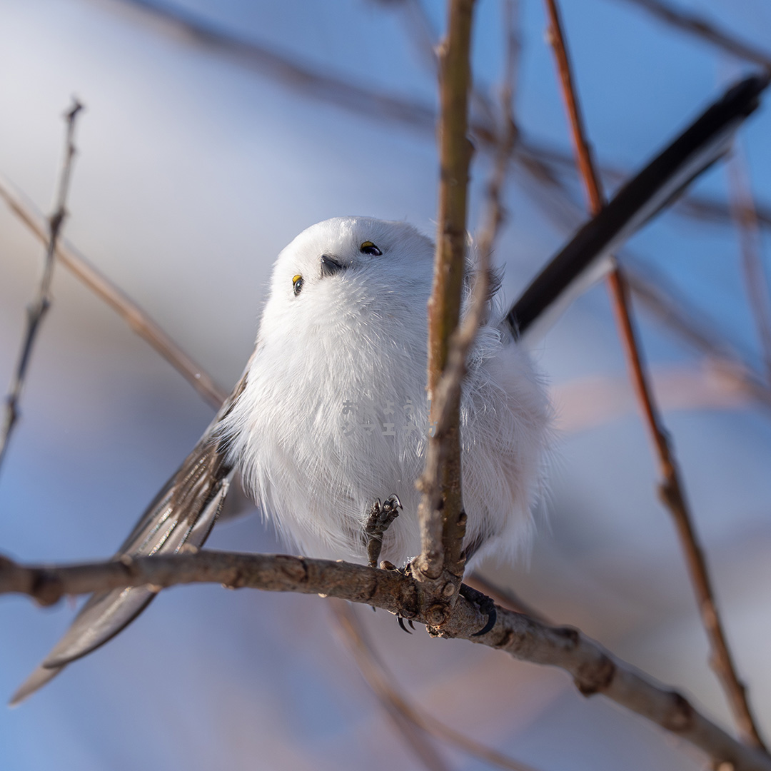 羽シャキーンなシマエナガです
