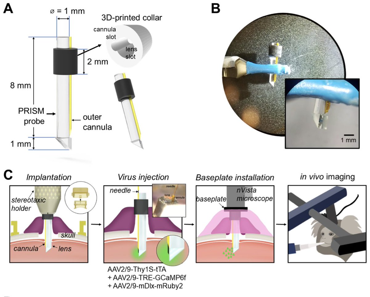Imaging Neuroscience tweet media