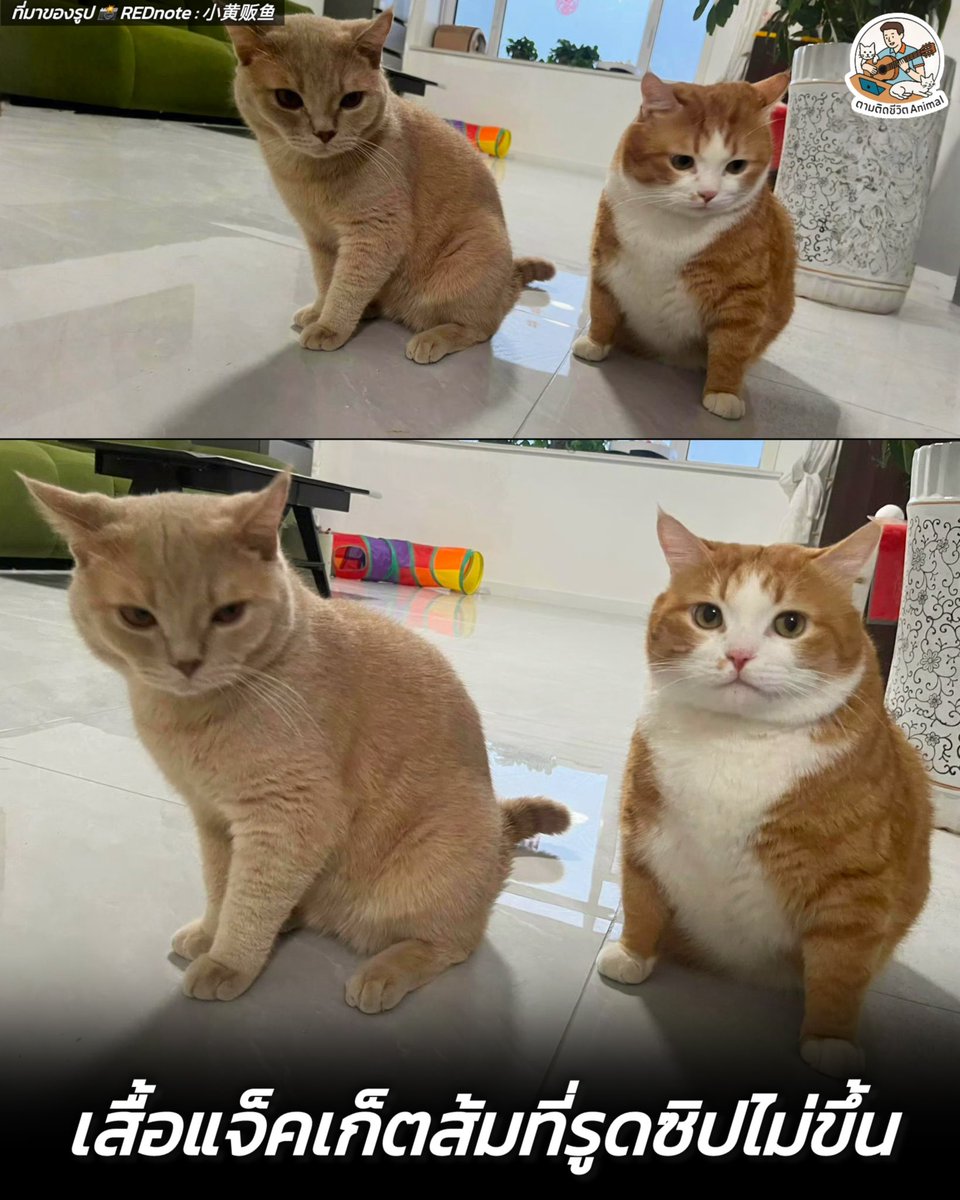 เมื่อส้มต้องถ่ายรูปประชันกับเพื่อนที่ผอมกว่า ความแตกต่างที่ทำเอาชาวเน็ตแห่แซว สภาพเหมือนแมวที่ใส่เสื้อแจ็คเก็ตแต่รูดซิปไม่ขึ้น 🤣🤣🤣
อาณาจักรสัตว์โลก มีม&amp;สาระ By ตามติดชีวิตAnimal
เจ้าของโพสต์ภาพถ่ายของน้องแมวสองตัวที่กำลังนั่งอยู่ด้วยกัน พร้อมแคปชั่นสุดฮาว่า