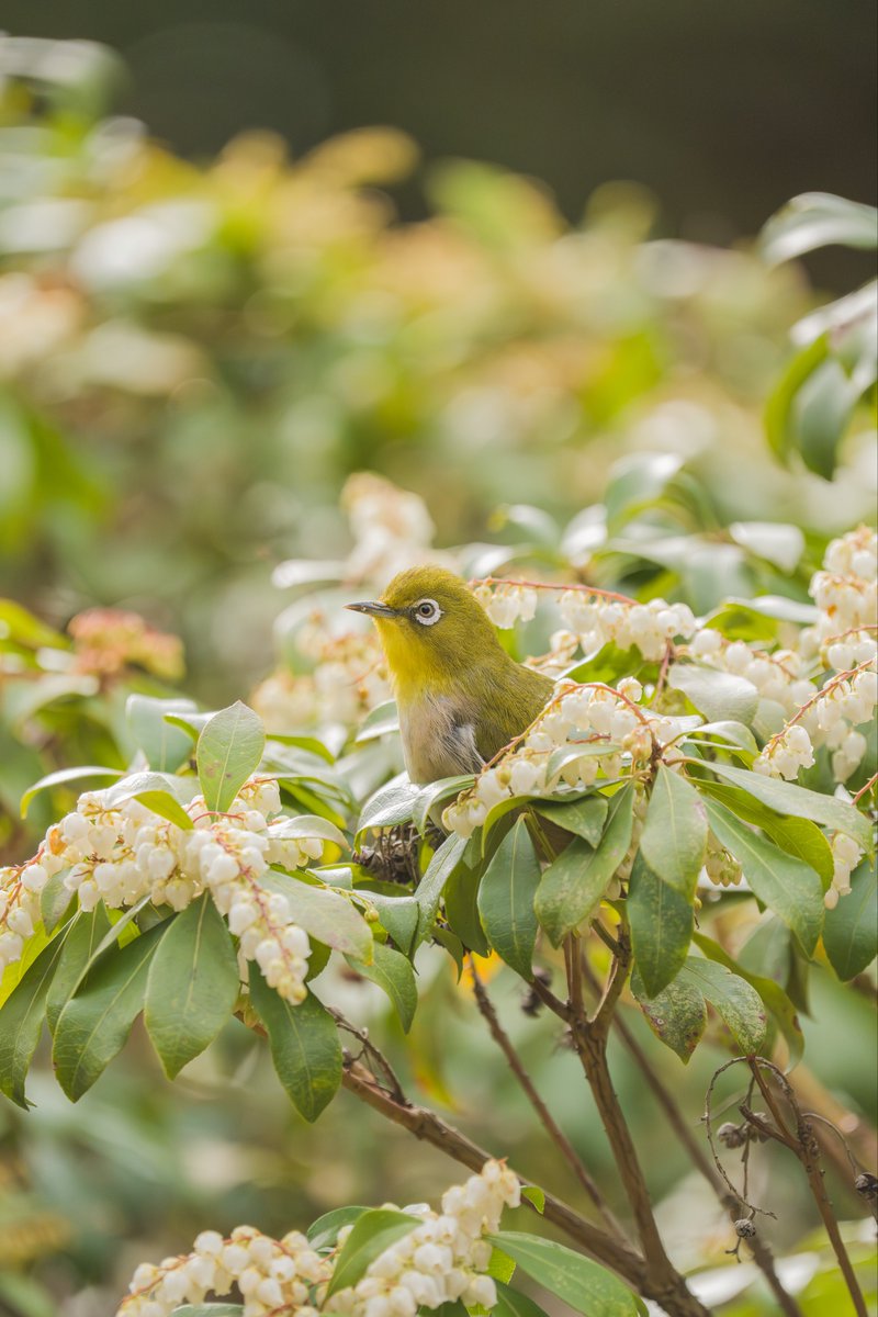 小川貴之(sumika) tweet media