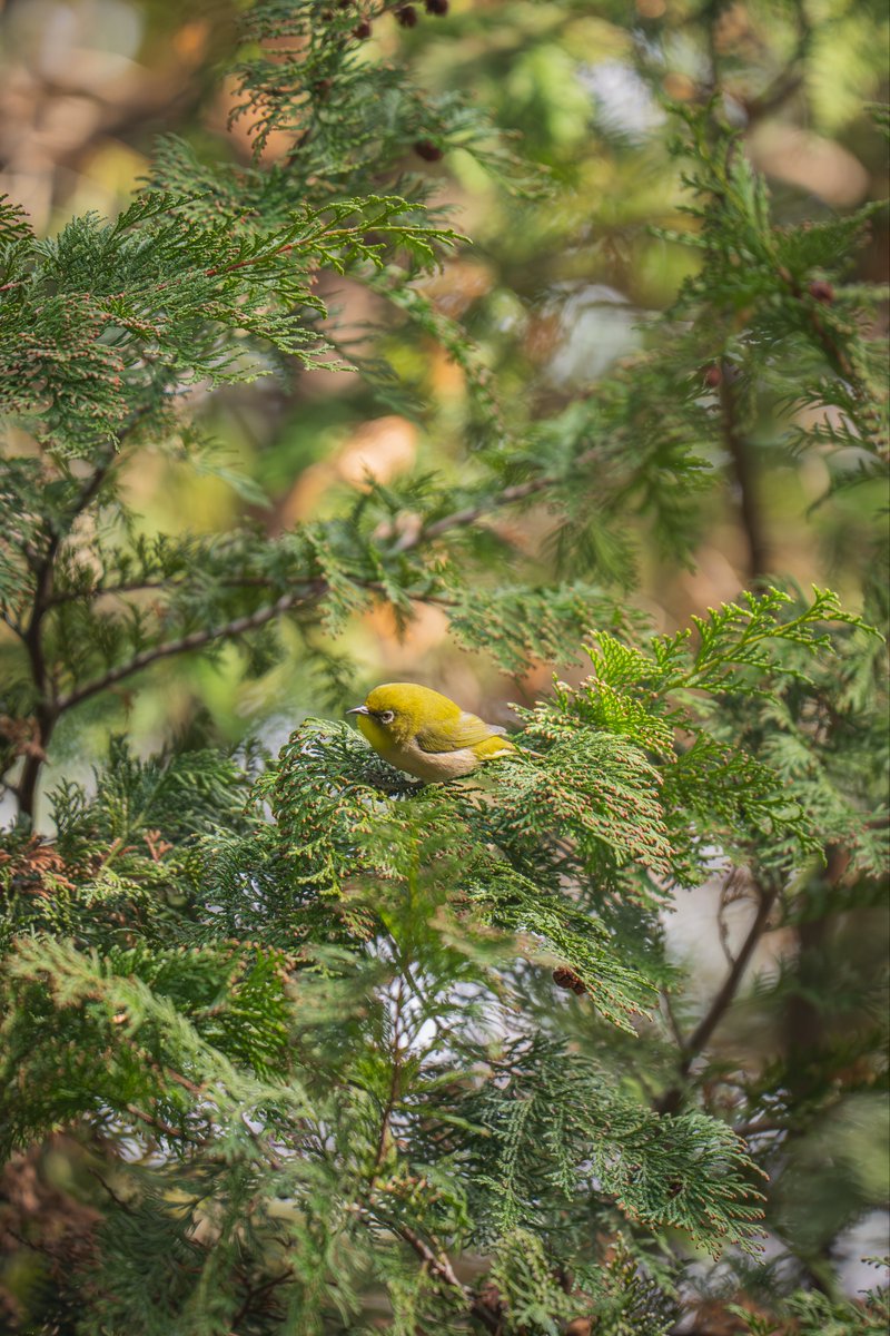 小川貴之(sumika) tweet media