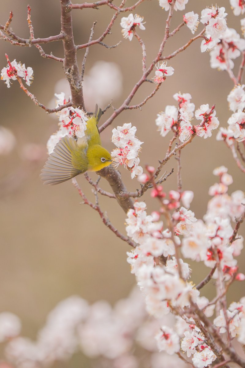 小川貴之(sumika) tweet media