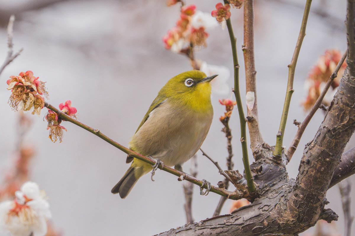 小川貴之(sumika) tweet media