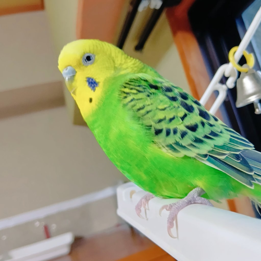 おおさかうずら🐧🐤 (@UzuraOsaka) / Posts / X