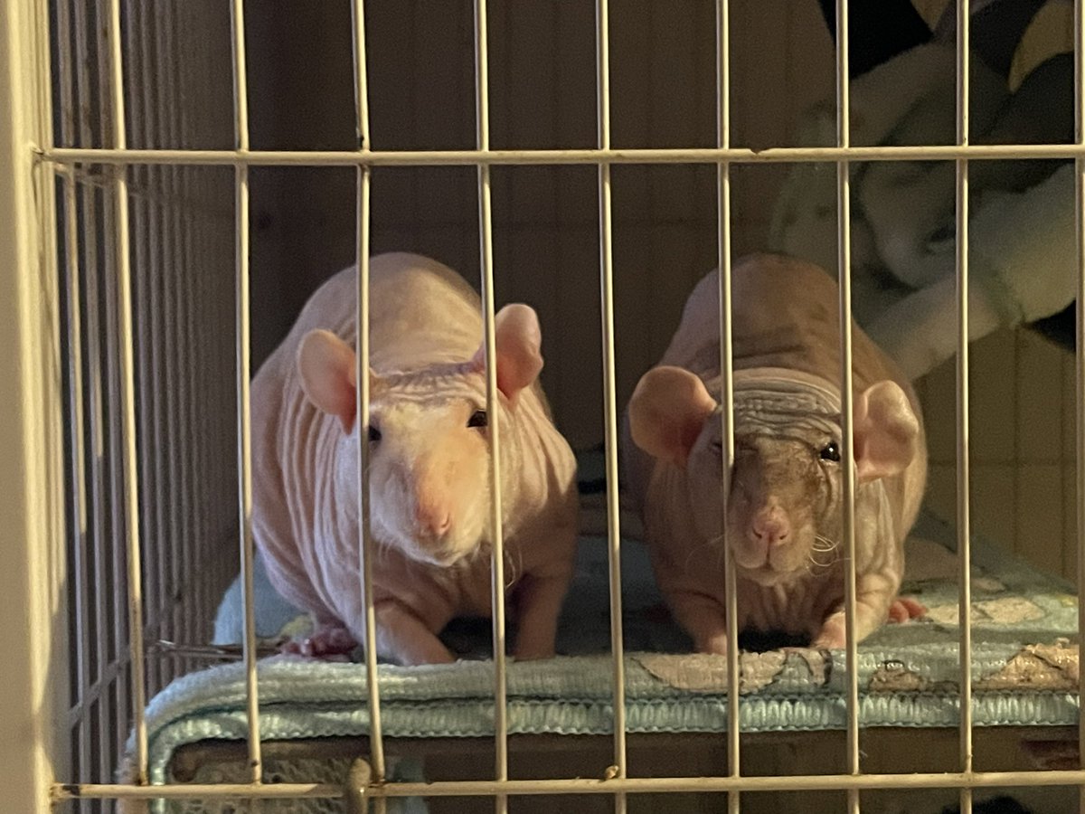 柿ピー(○˙꒳˙○)🧀🐁🫘 (@kakinotane96) / Posts / X