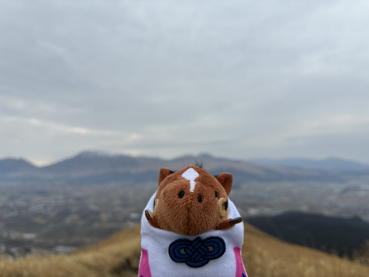 タコライス tweet media