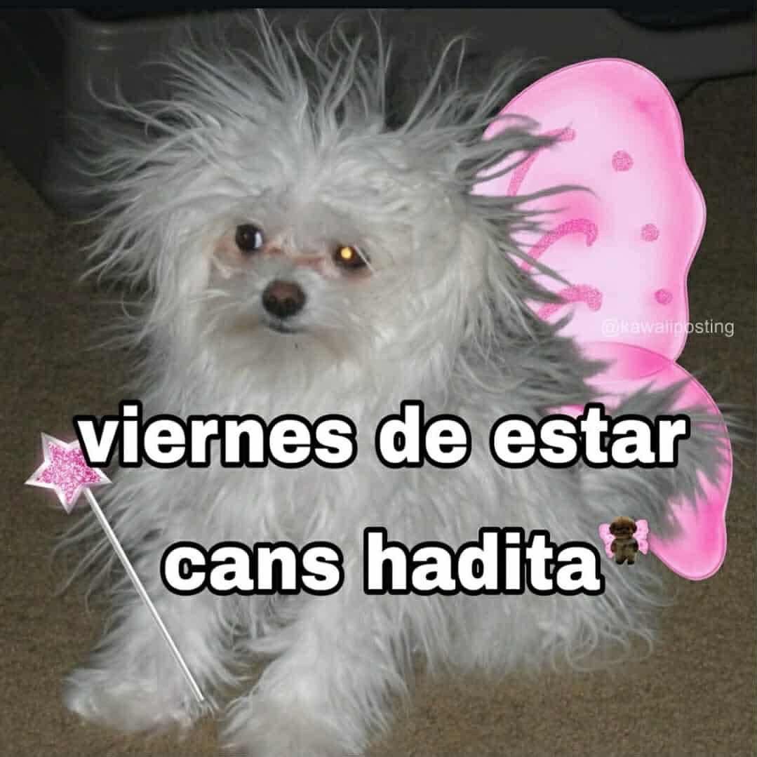 Mundo de Bigotes tweet media