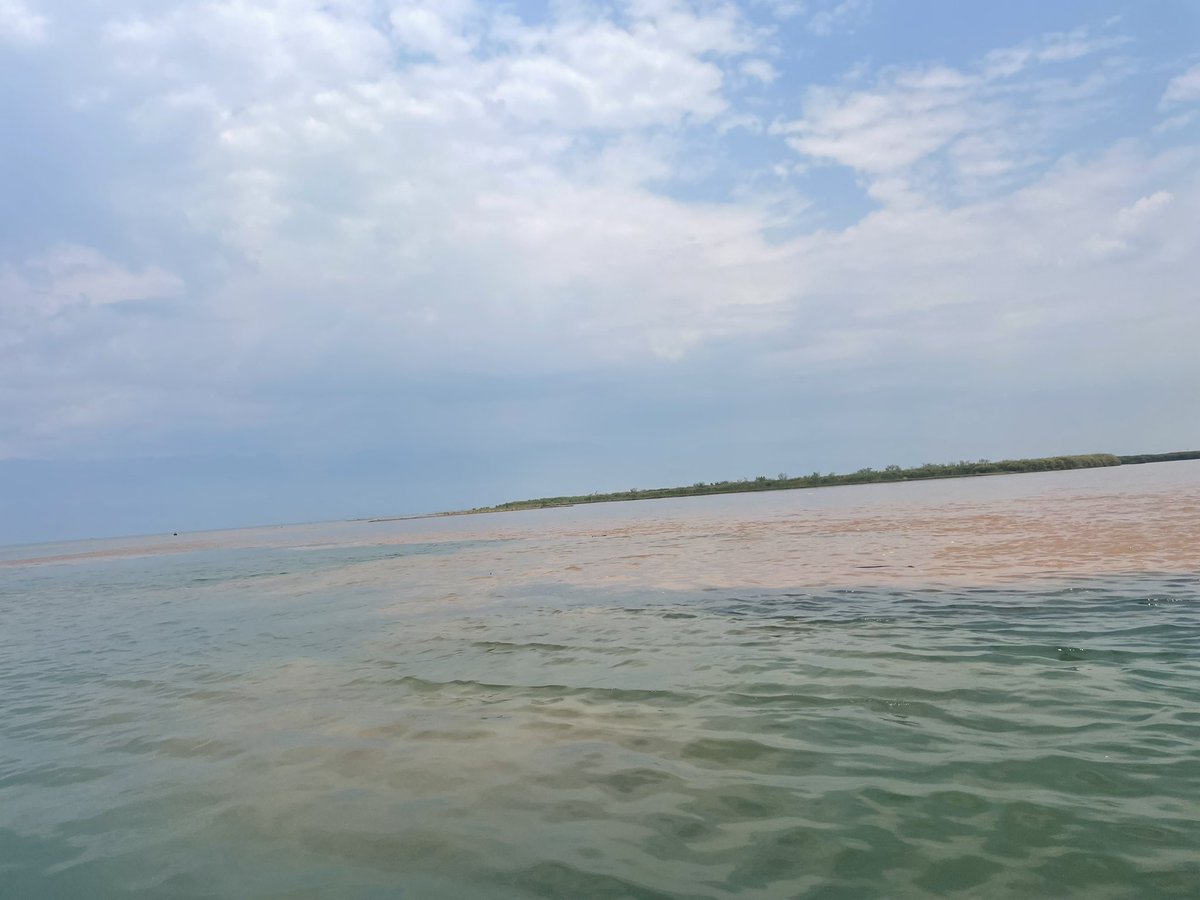 From the Rusizi River to Lake Tanganyika 🇧🇮
Cruise through wild nature, meet hippo families, and watch countless birds along the riverbanks.

A peaceful escape not far from Bujumbura.
Book with <a href="/tanganyikalinks/">tanganyikalinkstours</a> 

#VisitBurundi #LakeTanganyika #boattrip #RusiziRiver