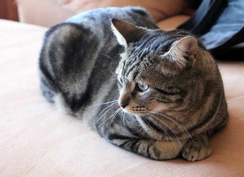 AdopFelinasVLC's tweet image. #NOEL en esa posturita tan típica de los gatos, y que nos encantaaaaa 😝💖💖
adopcionesfelinasvalencia.es/gatos-en-adopc…