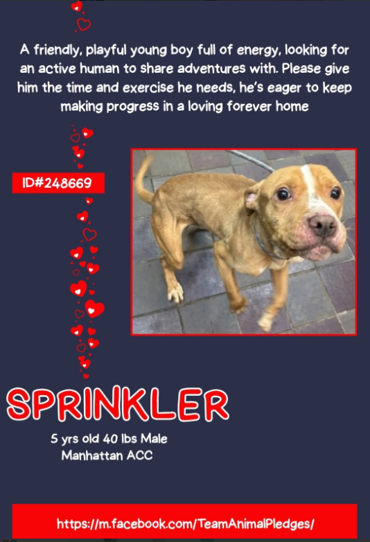 Sprinkler💔🚑
#NewDogontheBlock 
nycacc.app/#/browse/248669 
#AdoptMe 

#DogsaretheBestofUs 
Here is a boy full of life, love &amp; energy 💝 
Happy to be alive🥰 
He doesn't blame us for starving him 🔥
Everyone is a friend, possible Hero 

Only 1 photo but it is adorable🥰😇🥰