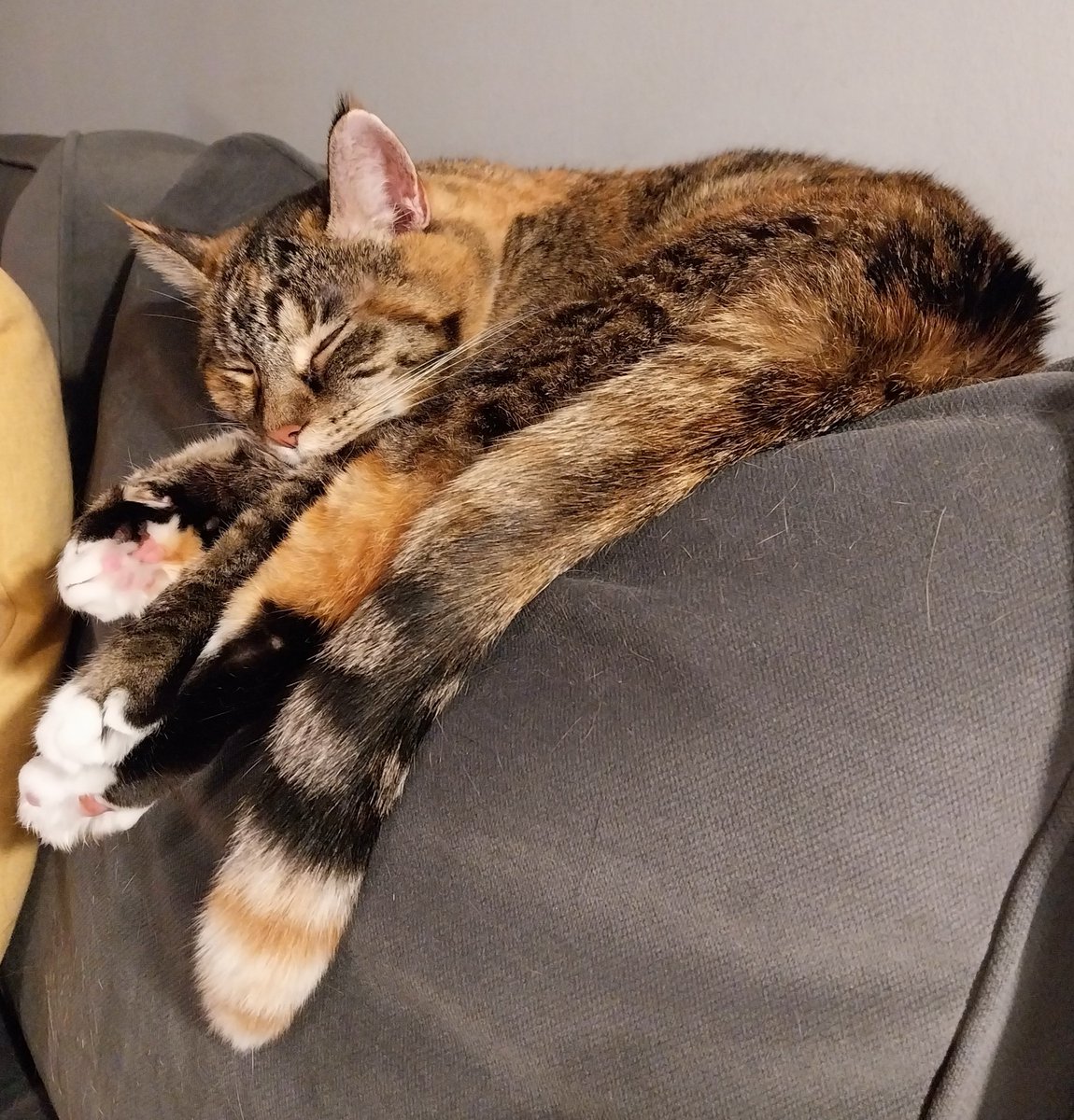 Susan Calman tweet media