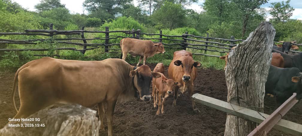 Pule®️ tweet media