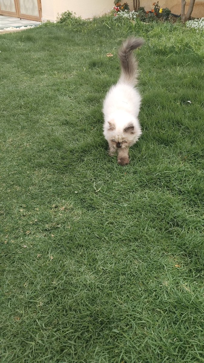 تطبيق مفقود tweet media