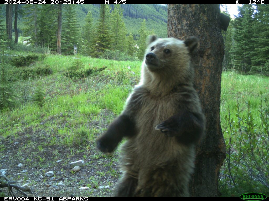 trailcam (@trail_cams) on Twitter photo 