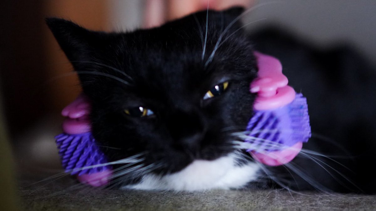 I'm Uni :3 tweet media