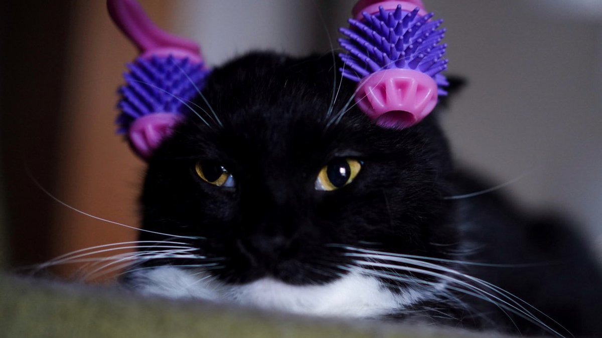 I'm Uni :3 tweet media