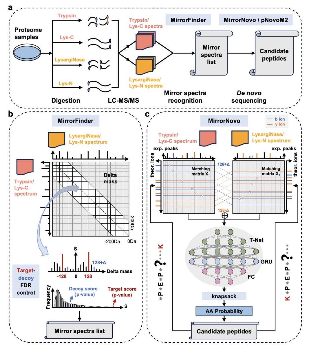 bravo_abad's tweet photo. Combining mirror proteases with deep learning sets a new ceiling for de novo peptide sequencing

Mass spectrometry-based proteomics depends on breaking proteins into peptides before sequencing them. The problem: no single enzyme does this cleanly. Trypsin—the workhorse of proteomics—leaves many peptides undigested, and incomplete fragmentation means critical sequence information simply goes missing. The result is systematic blind spots in what we can identify.

Mirror proteases offer a physical solution. Trypsin cleaves C-terminal to lysine and arginine; LysargiNase cleaves N-terminal to the same residues. The resulting peptide pairs share an identical internal sequence but carry the cleavage site at opposite ends—and their mass spectra are complementary. Fragment ions absent in one are present in the other.

DiNovo (by Cao and coauthors) builds a full computational system around this idea. The core sequencing engine, MirrorNovo, is a deep neural network that takes both spectra of a mirror pair as simultaneous input. A T-Net extracts peak features from two matching matrices—one per spectrum—aligned at their shared fragmentation sites. A GRU layer captures dependencies across peaks, and fully connected layers output amino acid probabilities constrained by a knapsack algorithm. The system runs two pairs of mirror proteases (trypsin/LysargiNase and Lys-C/Lys-N) in parallel, then merges results.

A companion algorithm, MirrorFinder, identifies mirror spectral pairs without pre-sequencing—using precursor mass differences and fragment ion distributions directly, with target-decoy FDR control. A third innovation, TD mapping, evaluates de novo results against a reference database at matched FDR, enabling the first direct performance comparison between de novo sequencing and database search.

The numbers are remarkable. Mirror spectra reach 98% average fragment ion coverage versus 90% for single-protease spectra. Compared to trypsin alone, DiNovo sequences 154–195% more high-confidence amino acids and identifies 29–34% more proteins. Across all tested algorithms (pNovo3, PointNovo, GraphNovo, Casanovo), DiNovo sequences 110–195% more high-confidence peptides with 36–74% higher amino acid coverage. And it identifies a comparable number of proteins to established database search engines.

Sequencing proteins from species with no reference genome, characterizing neoantigens, reading antibody sequences: all require moving beyond the limits of single-enzyme experiments. DiNovo shows that pairing the right experimental design with a neural network built for it substantially expands what proteomics can reach.

Paper: https://t.co/16BHzWzceB