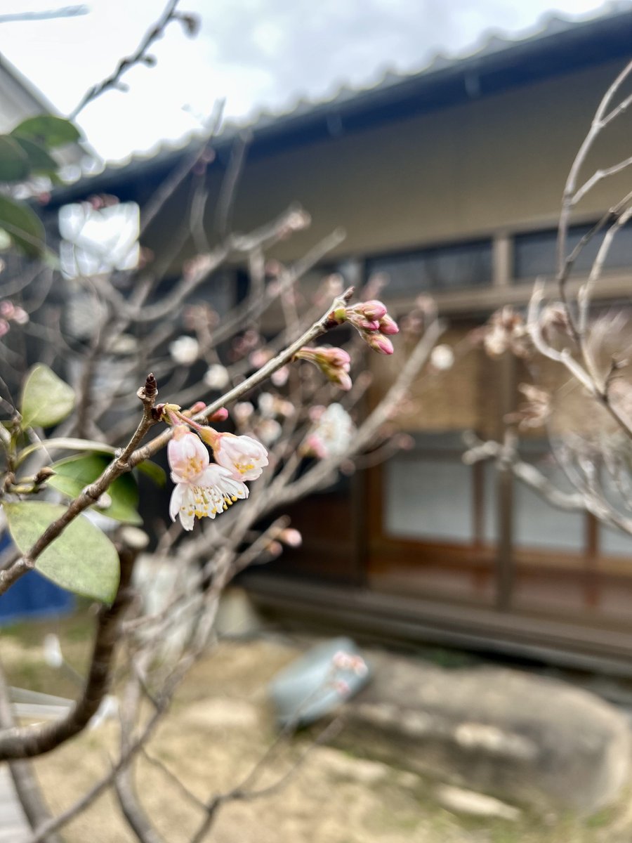 Rbow_wow's tweet photo. 今日お庭に出たら、梅はほとんど散ってしまったけどサクランボとツバキの花が咲き始めてた 📍@studiosen710 https://t.co/qnjeWpi7VO