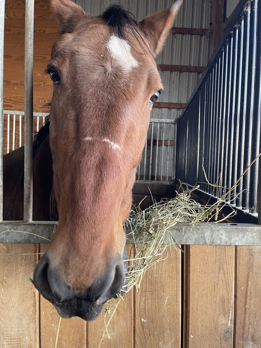 Renata Lumsden tweet media