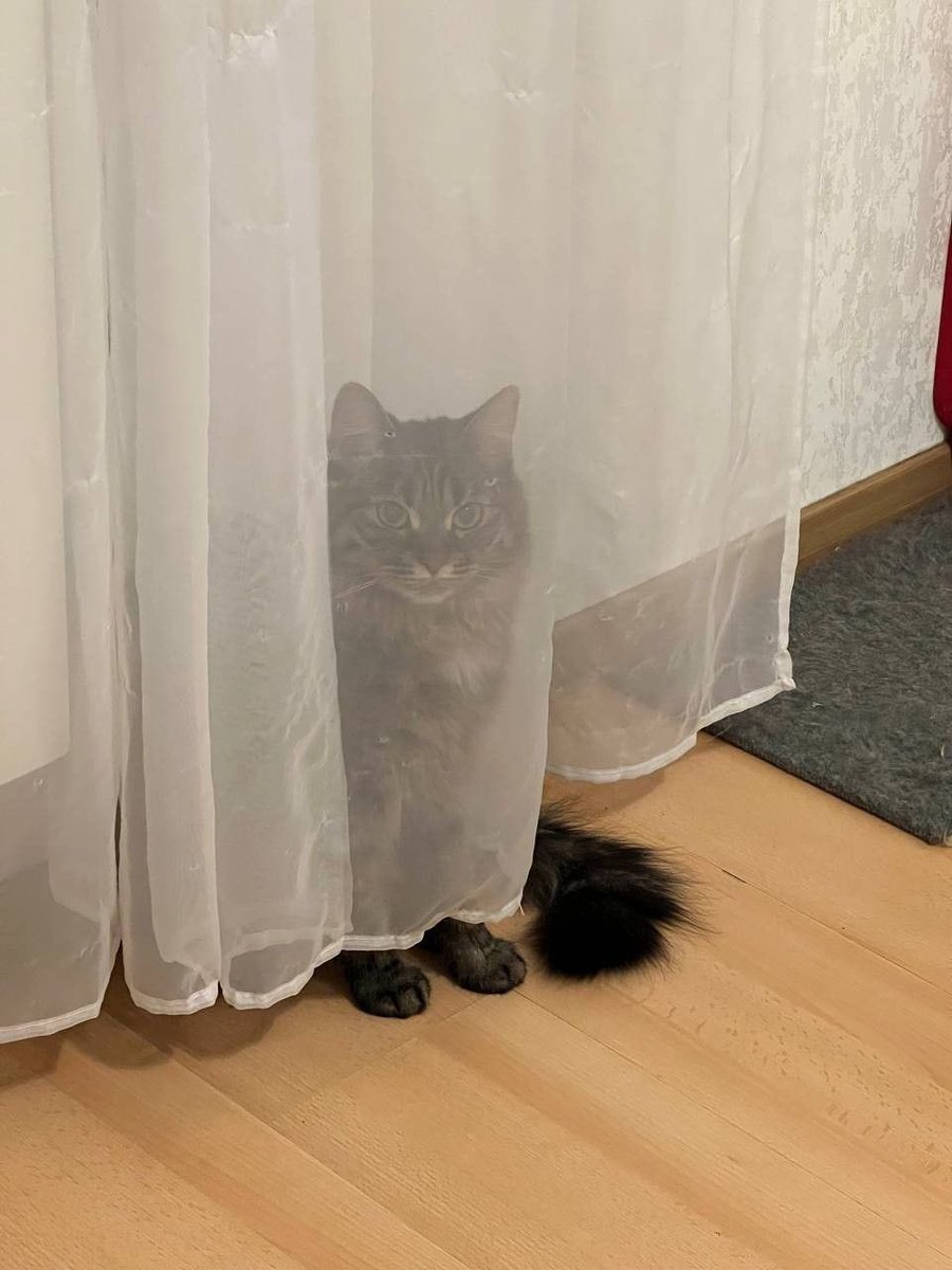 gal౨ৎ tweet media