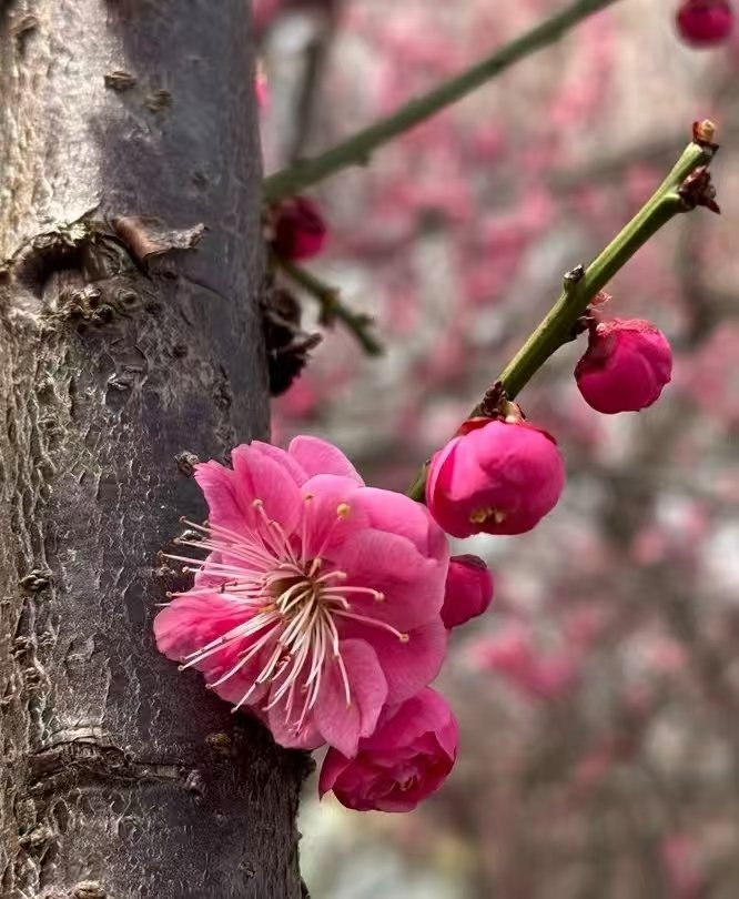 DowneyChrissy's tweet photo. Spring's energy begins to hum. https://t.co/HW7qJiEVd3