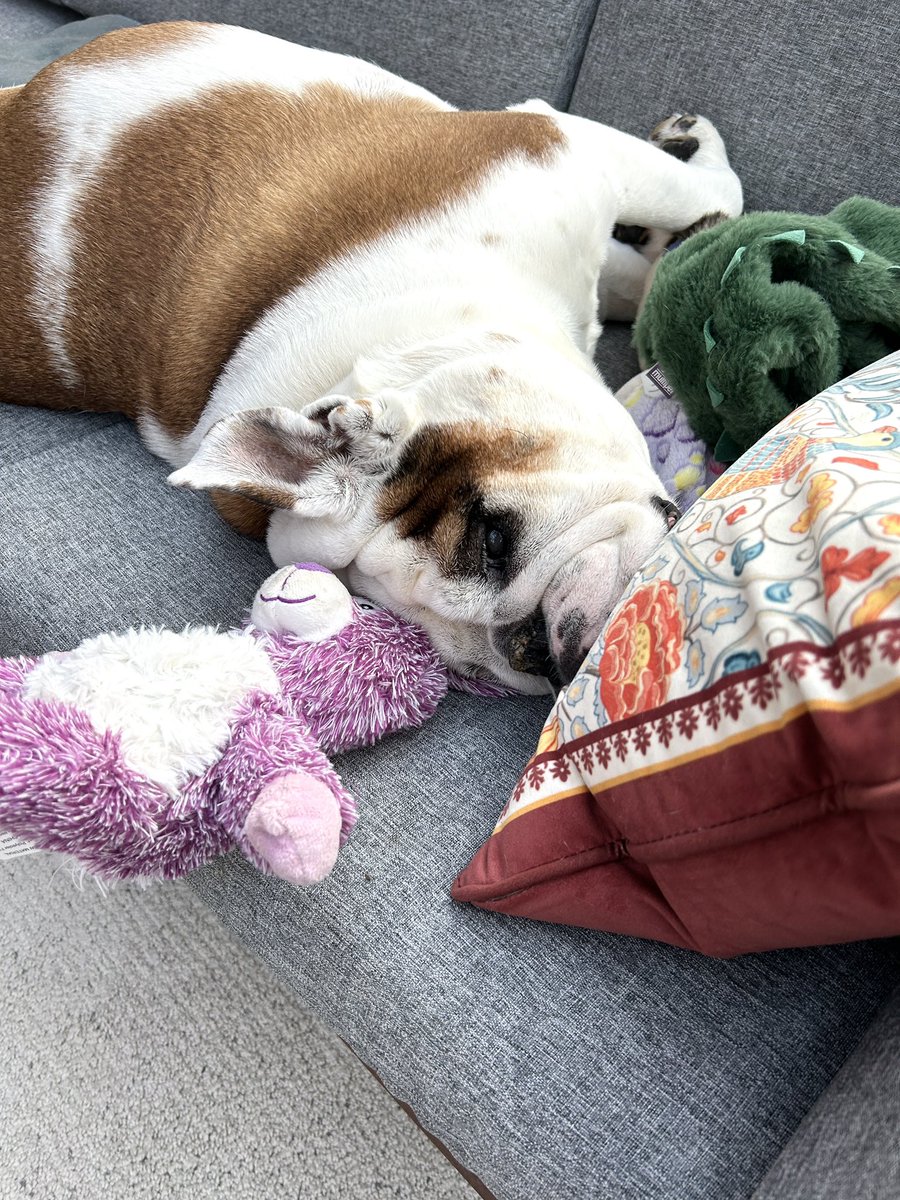 Cleopatra the English Bulldog tweet media