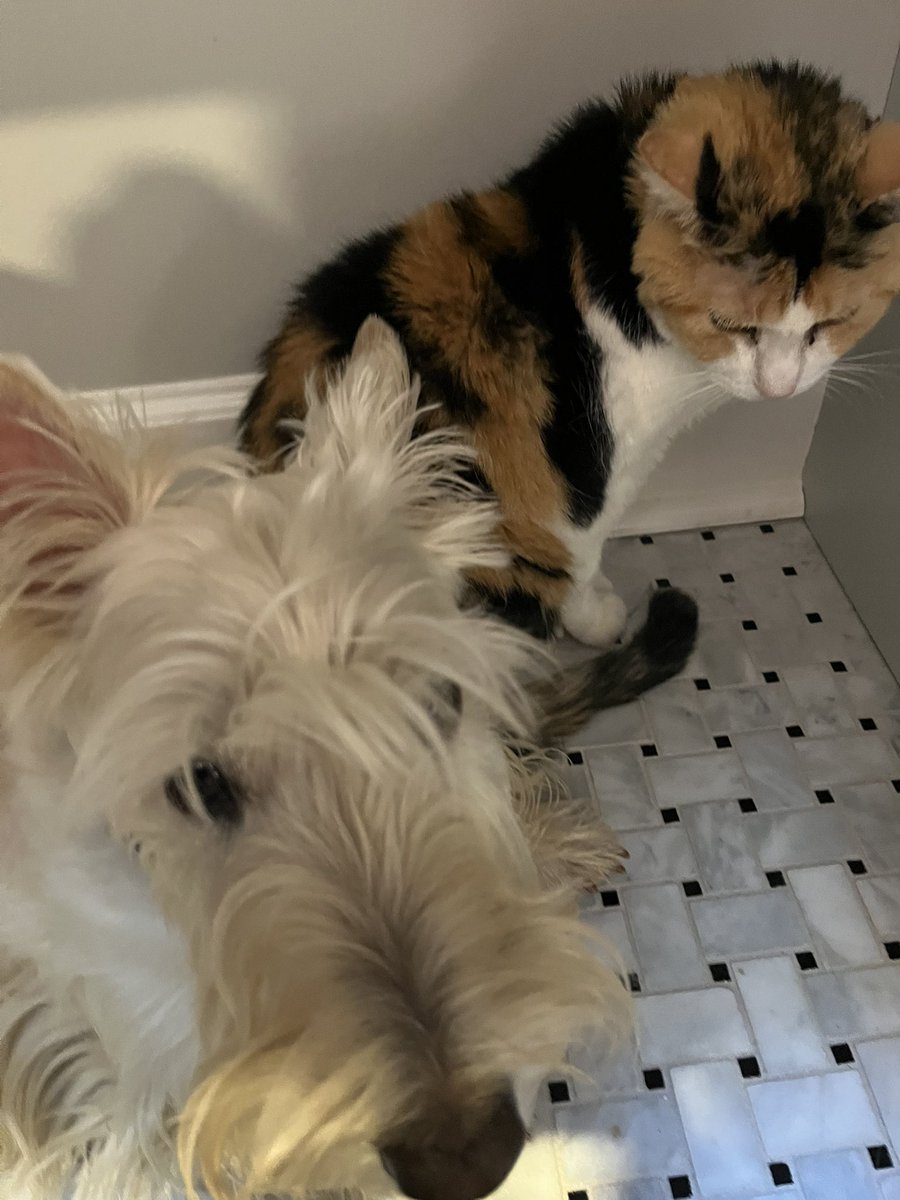 rozcar28's tweet photo. “Why no, I haven’t seen the cat, why do you ask?” #Dogs #Scottishterrier #CatStalker https://t.co/ed6Eh6E0Ri